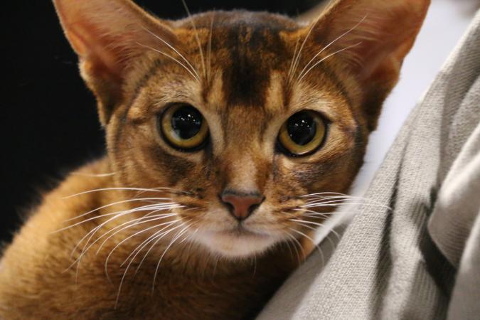 Abyssinian: Photo #10