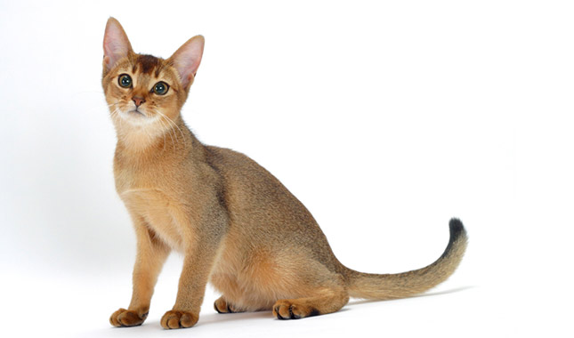 Abyssinian: Photo #1