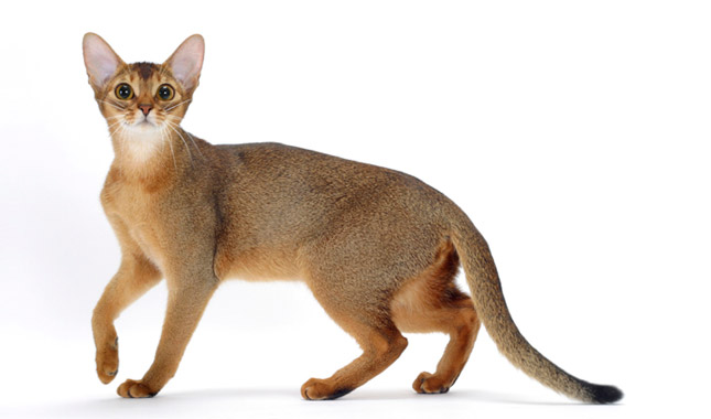 Abyssinian: Photo #2