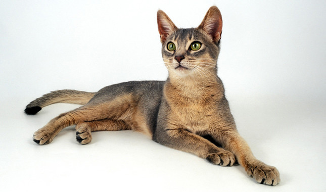 Abyssinian: Photo #3