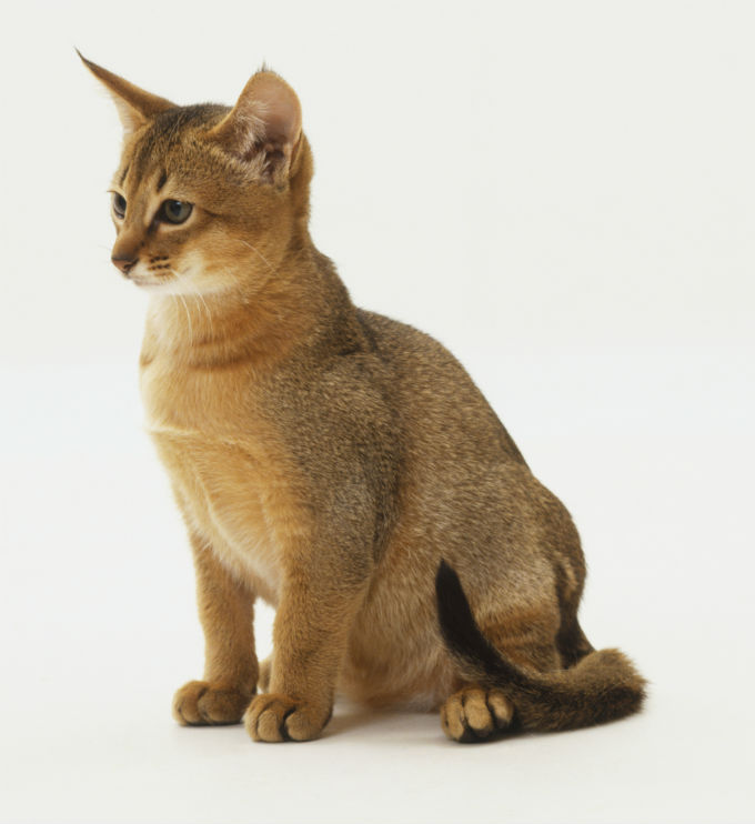 Abyssinian: Photo #4