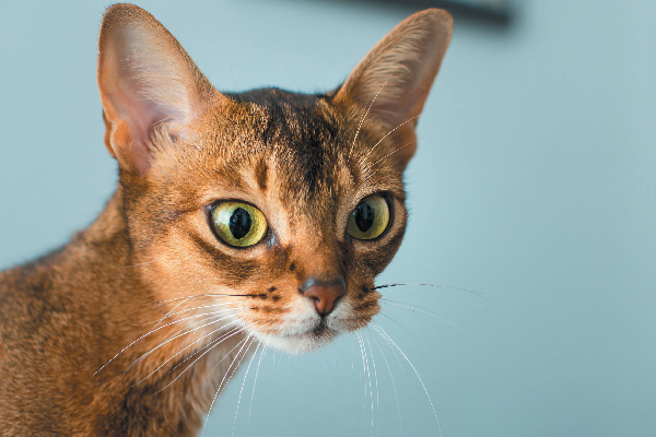 Abyssinian: Photo #5