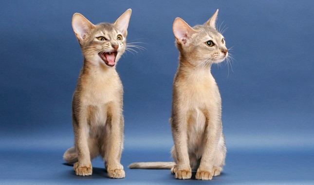 Abyssinian: Photo #6