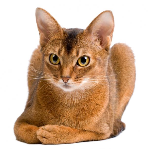 Abyssinian: Photo #8